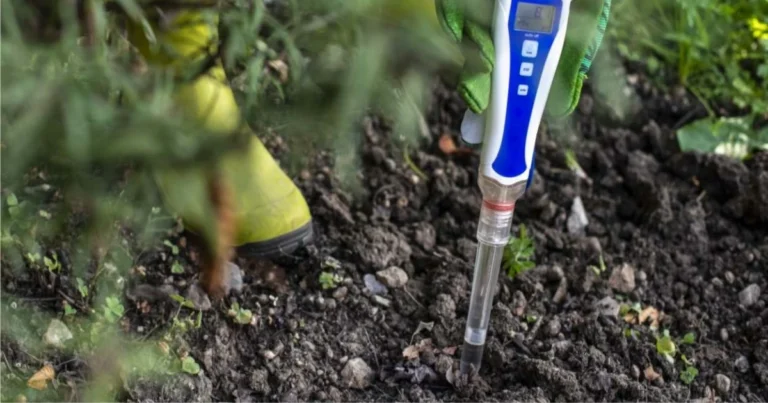 Test del pH del terreno a casa: semplice e utile per ogni giardiniere!