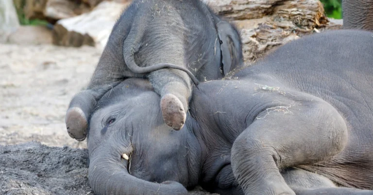 Durata della gravidanza negli animali: tempi, curiosità e differenze tra specie