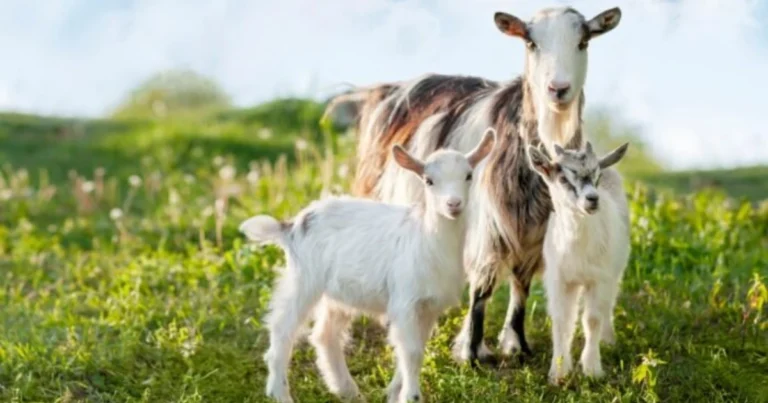 Durata della Vita degli Animali da Fattoria: Guida Completa per Amanti della Vita Rurale