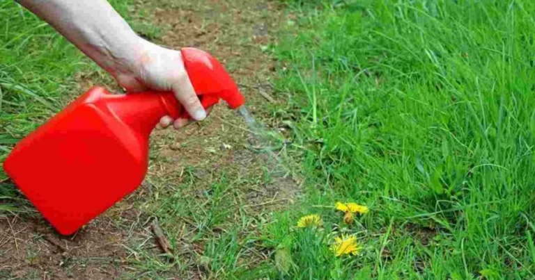 Preparare un diserbante naturale in grande quantità è facile, economico e sicuro per l’ambiente