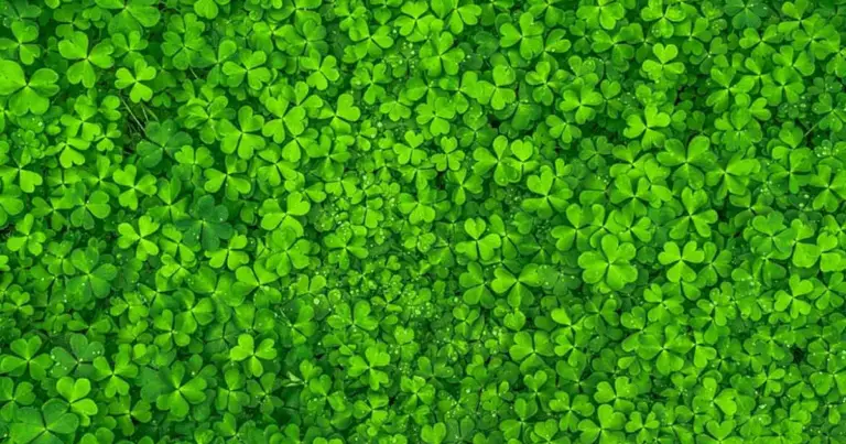 Trifoglio al posto del prato: la soluzione verde, sostenibile e facile da gestire