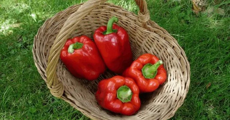 Coltivare peperoni in vaso: guida completa per un raccolto abbondante