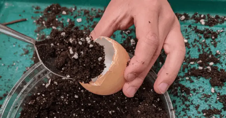 12 Piante che Beneficiano dai Gusci d’Uovo: Guida Completa per l’Orto e il Giardino