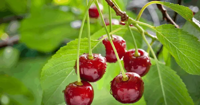 Coltivare un ciliegio dal seme: guida completa per principianti