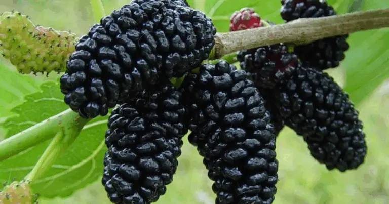 Albero di gelso: guida completa alla coltivazione e ai benefici delle more di gelso