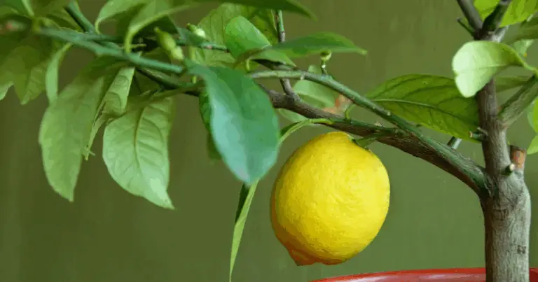 Come coltivare un albero di limone con un metodo naturale