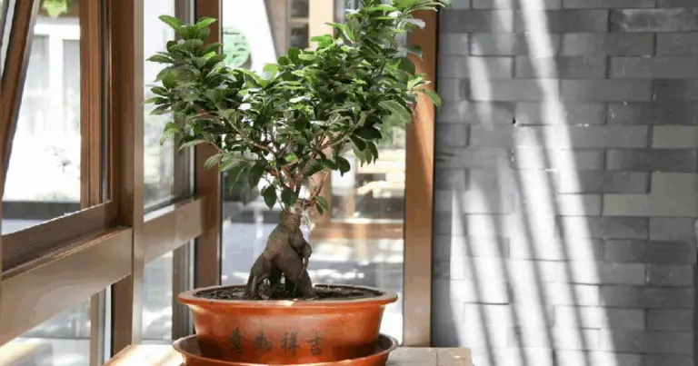 Piante portafortuna da avere in casa: guida completa