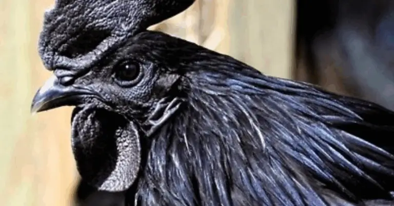 Ayam Cemani: il pollo nero più raro e affascinante al mondo