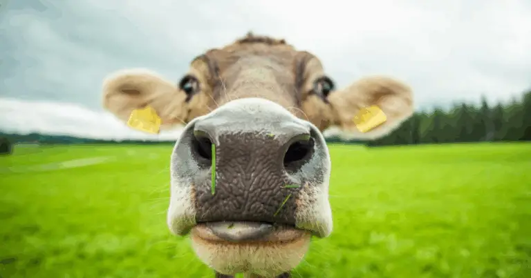 Quanto vivono gli animali da fattoria 🐄🐑🐓