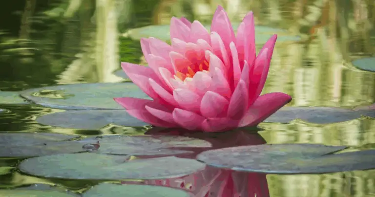 8 piante che purificano l’acqua in modo naturale