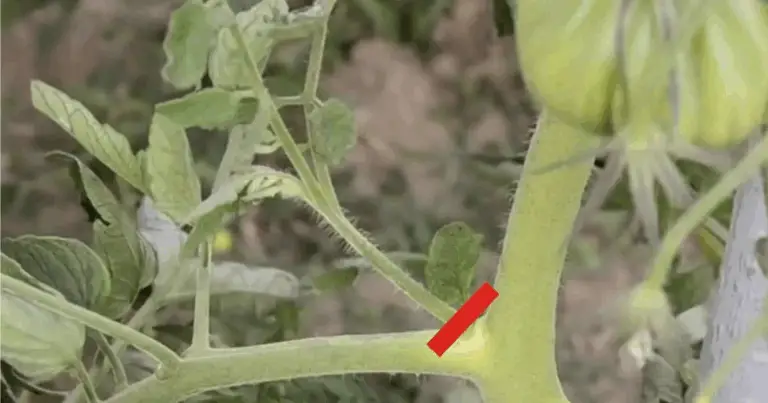 9 Colture che Richiedono Potatura per un Raccolto Generoso