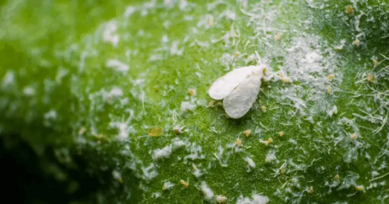 Parassiti delle piante e i danni più comuni alle foglie 🌿🐛