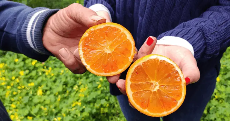 Arance: varietà e benefici per la salute