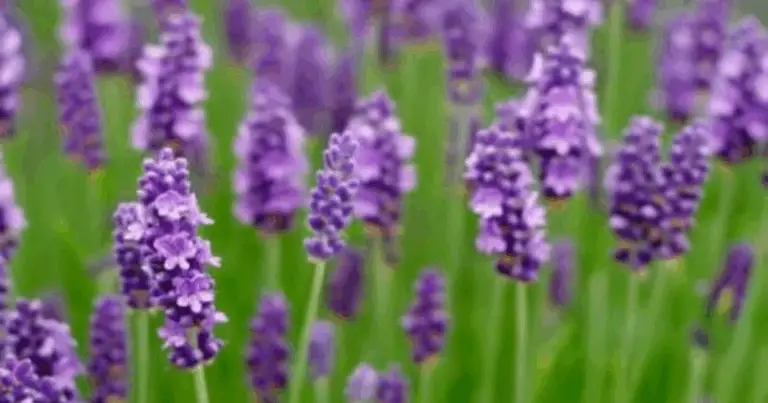 Come potare la lavanda: guida completa per principianti ed esperti