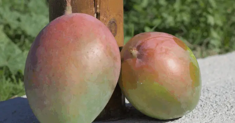 Come far germinare un seme di mango: guida completa