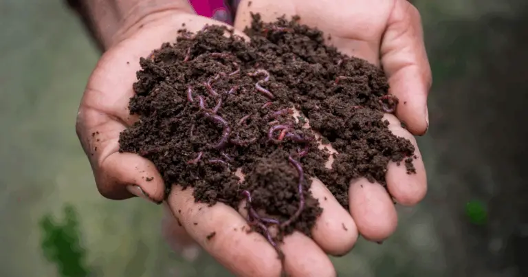 Vermicompostiera fai-da-te: guida completa per trasformare i rifiuti in risorsa