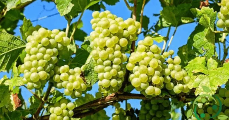 Coltivare la vite: guida completa dal taleaggio al raccolto