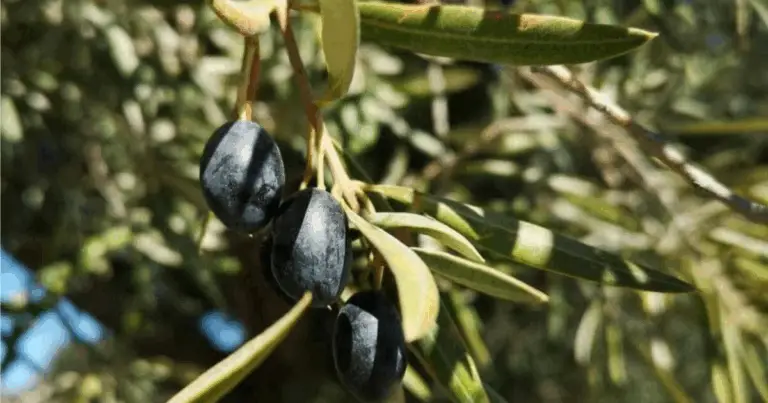 Tipi di ulivo: guida completa alle varietà più conosciute