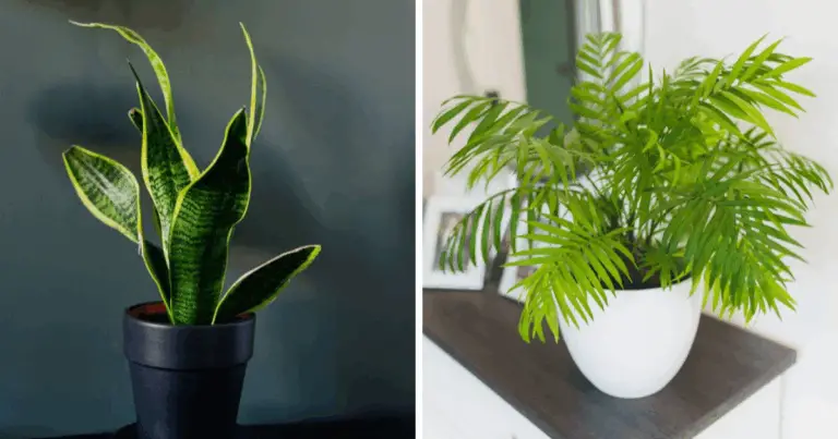 Quanta luce serve davvero alle piante da interno