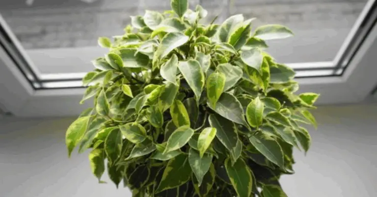 Le 10 migliori piante da appartamento che crescono con poca luce