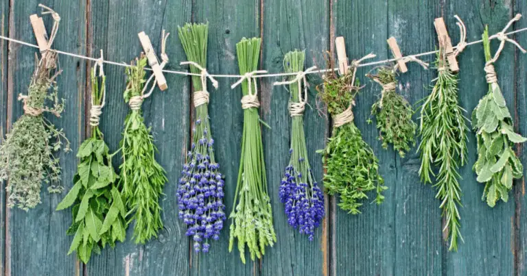 Erbe culinarie: i profumi della cucina tradizionale