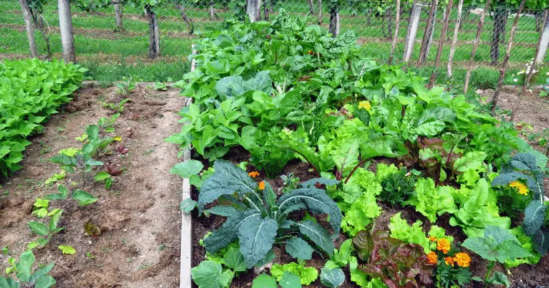 Semi da piantare a settembre: cosa coltivare per un orto ricco e sano 🌱🍂