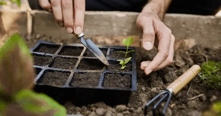 Cosa Piantare Ogni Mese 🌱