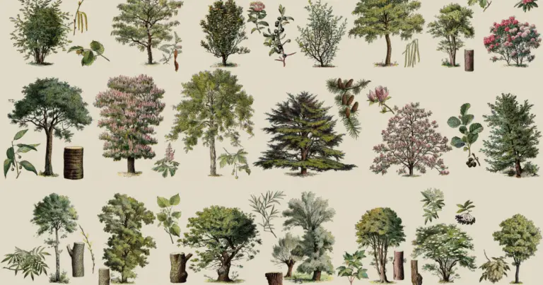 10 alberi da piantare e guardare crescere con orgoglio: guida illustrata