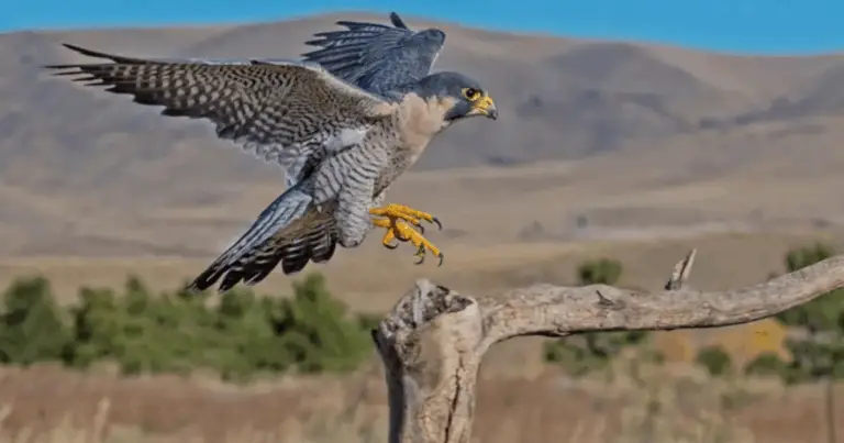 Gli Animali Più Veloci del Pianeta: La Classifica Completa