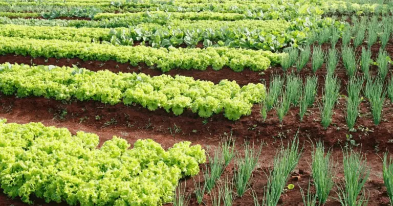 Ortaggi da Piantare a Settembre: Guida Completa per un Orto Rigoglioso