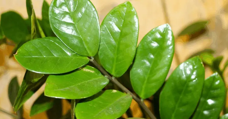 Le 9 Piante da Appartamento che Crescono Senza Sole Diretto