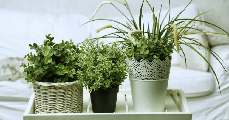 10 Piante che Sopravvivono in un Bagno Senza Sole Diretto: Guida Visiva