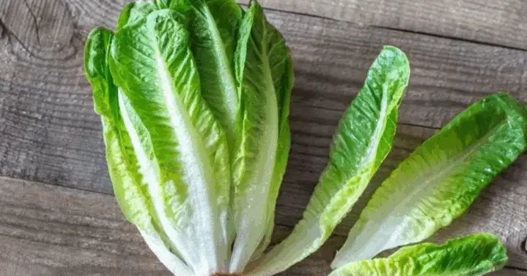 Lattuga Iceberg e Lattuga Romana: Confronto Nutrizionale Completo