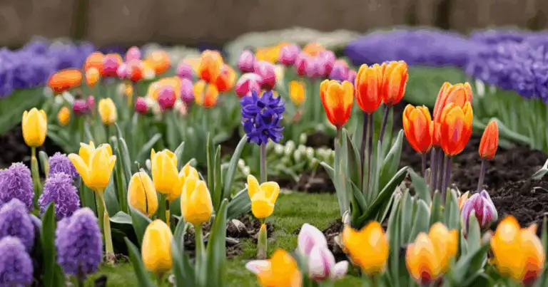 9 Bulbi da Piantare a Settembre per una Fioritura Primaverile Straordinaria