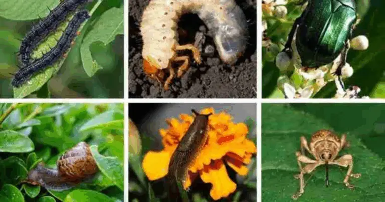 9 Insetti che danneggiano velocemente le verdure