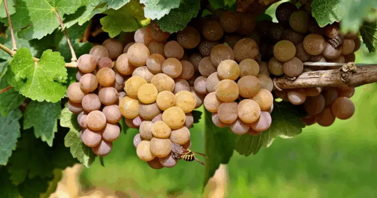 Tipi di Uva: Guida Completa alle Varietà più Conosciute