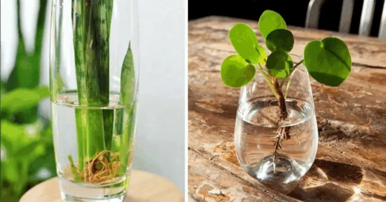 Piante che Crescono e Fioriscono in Acqua: Guida Completa