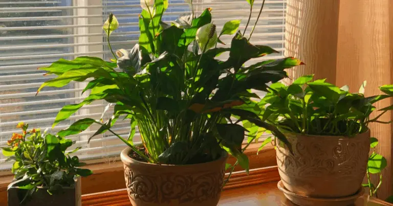 🌿 13 Piante da Interno Purificanti e Sicure per Animali 🌿