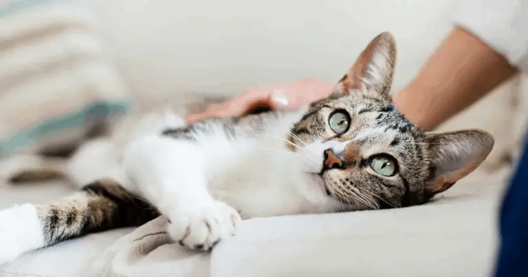 Capire il linguaggio del corpo dei gatti: guida completa