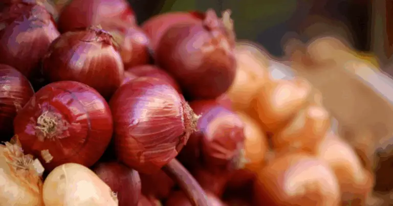 Tipi di cipolla: guida completa alle varietà più usate in cucina