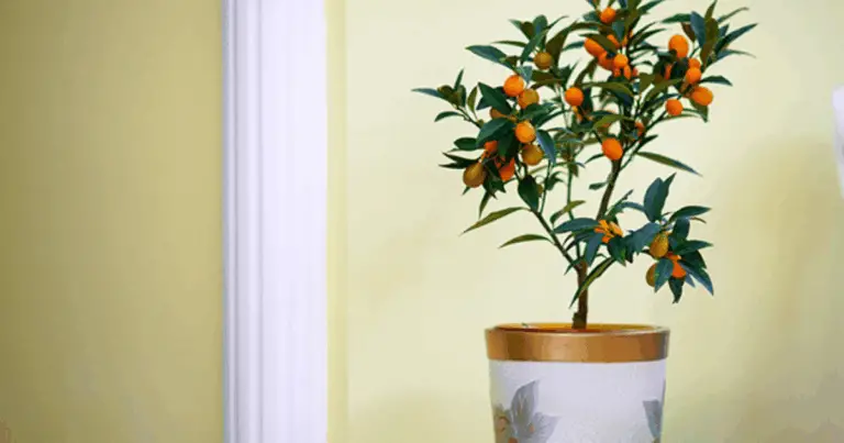 20 Alberi da Frutto da Coltivare in Vaso: Guida Completa