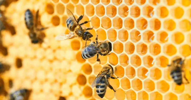 Tipi di Api: Guida Completa alle Specie e alla loro Importanza