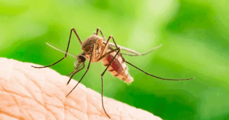 Guida completa per riconoscere le punture di insetti più comuni