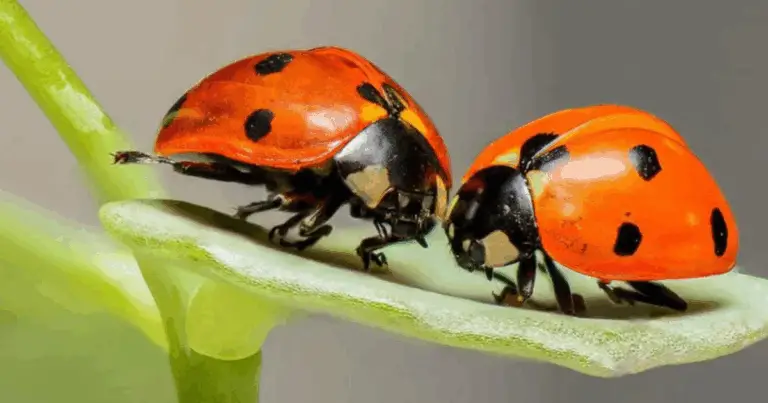 Coccinelle e Coleotteri Asiatici: come distinguerli e gestirli al meglio