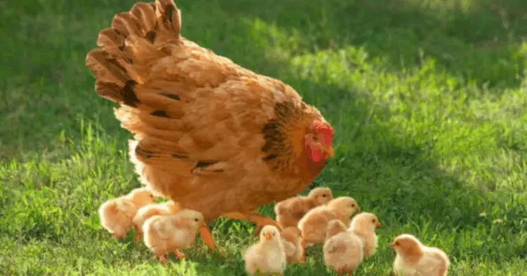 Il ciclo di riproduzione delle galline: dalla fecondazione alla nascita dei pulcini