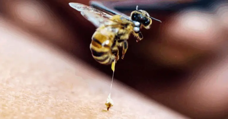 Quanto è dolorosa la puntura degli insetti