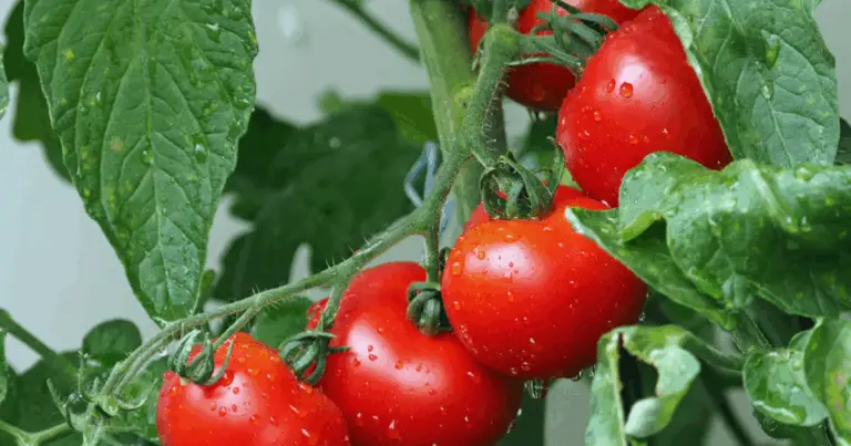 9 piante da coltivare sotto i pomodori: compagni ideali per un orto sano