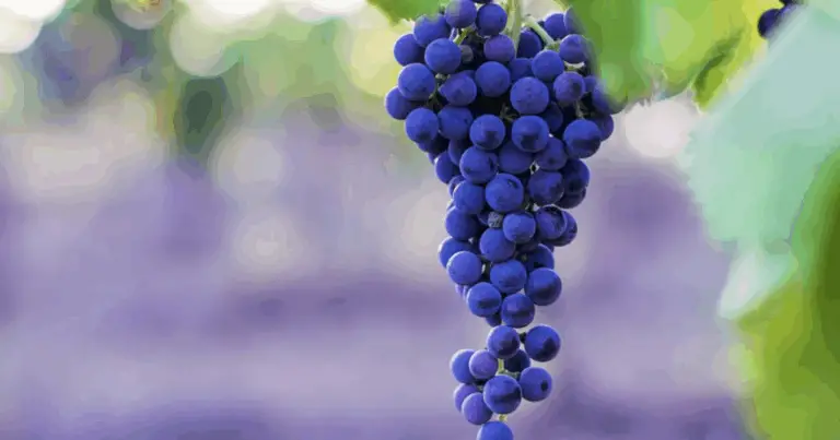 Come coltivare l’uva in vaso: guida completa per principianti