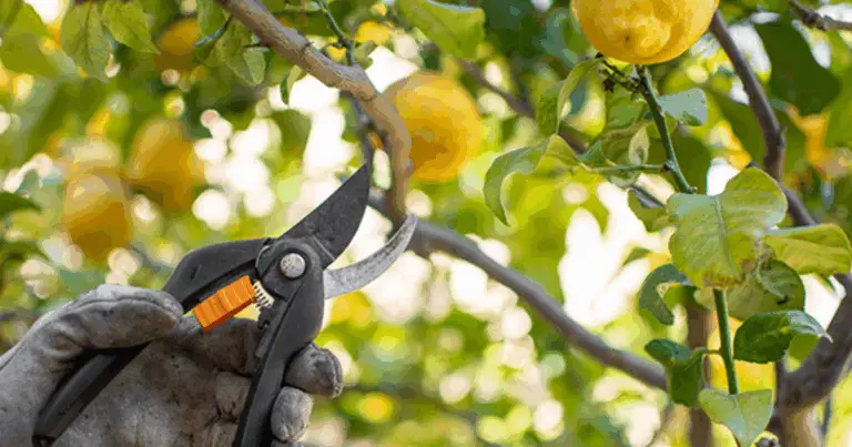Guida completa alla potatura dei limoni e degli agrumi
