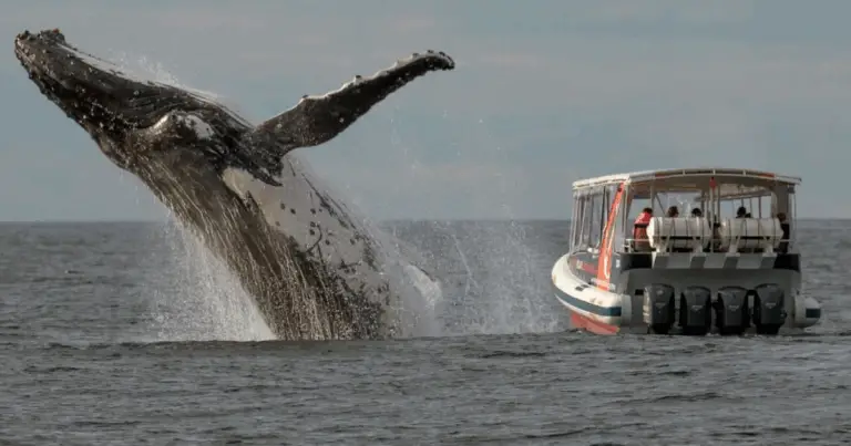 Periodi di gestazione negli animali: dal più lungo al più breve